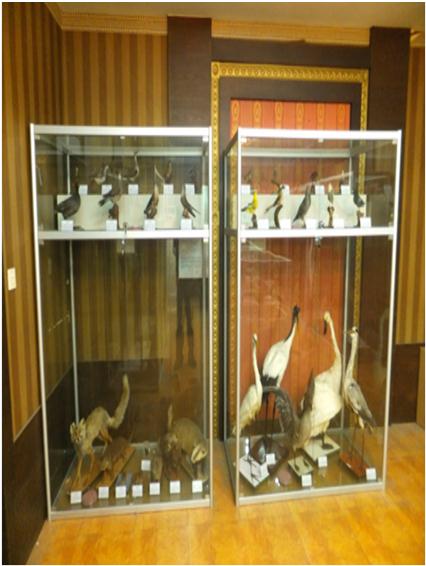 动、植、昆钢化玻璃展示柜
