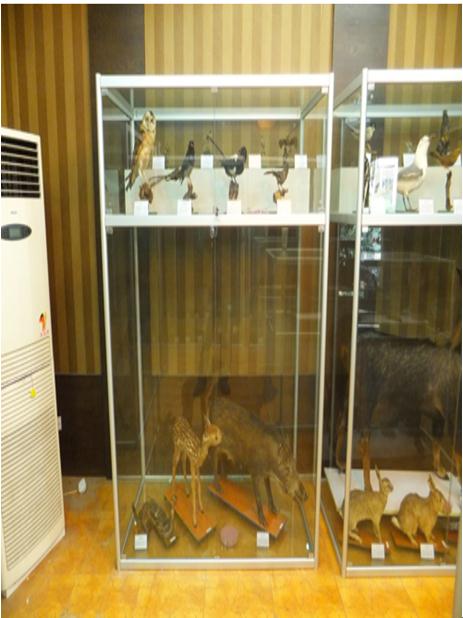 动、植、昆钢化玻璃展示柜2