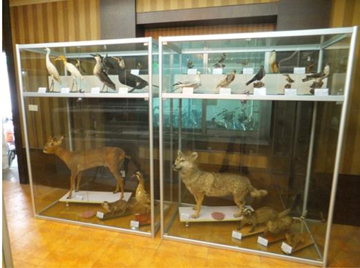 动、植、昆钢化玻璃展示柜4