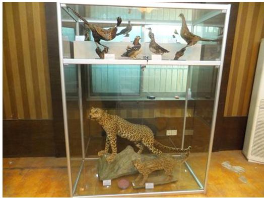 动、植、昆钢化玻璃展示柜5